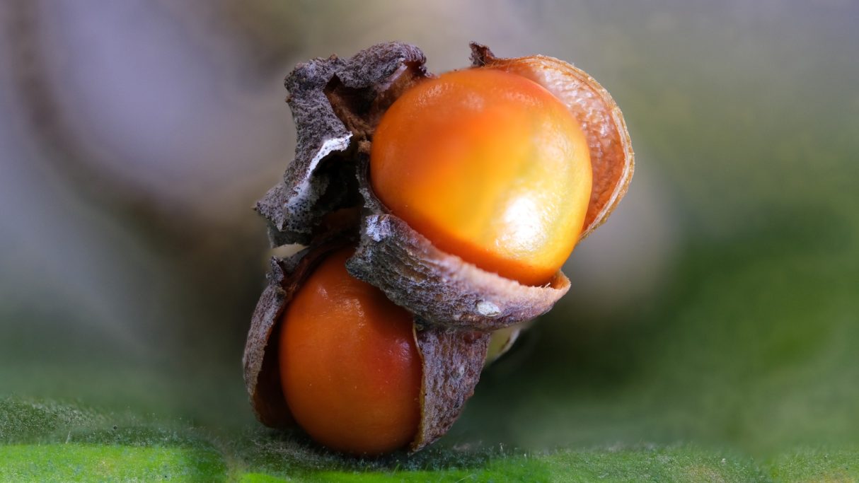 Macro Photo's Stacked